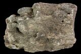 Rough, Agatized Dinosaur Bone ( Ounces) - Colorado #108442-1